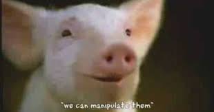 Pin By Gina B On Squealer Animals Pig