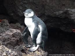 While penguins do have a layer of fat that helps with insulation, most of their insulation comes from their feathers. In Times Of Plenty Penguin Parents Keep Feeding Their Offspring