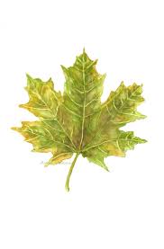 Yellow Green Maple Leaf Leaves Watercolor Trees Tree Leaves