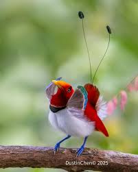 Image result for Vangueria vestita