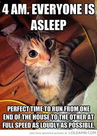 Cute Kittens Saying I Love You Cute Cat Jewelry Cat Quotes Funny Funny Cat Pictures Funny Cats