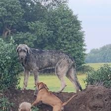 Lost Irish Wolfhound in the Charlotte area