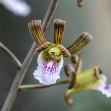 Image result for Eulophia petersii