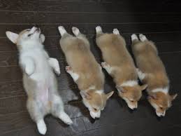 Check spelling or type a new query. Welsh Corgi For Sale Price Cost Where To Buy Corgi Puppies