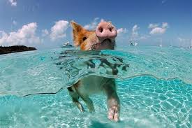 Hier entspannen die pinkfarbenen bahamas schweine am weißen puderzuckerstrand und strecken ganz gemütlich ihre dicken bäuche unter die warme sonne der bahamas. Schwimmende Schweine Auf Den Bahamas Easyvoyage