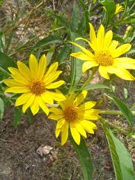 Yellow Daisy Like Sunflower Wild Flower Wish I Knew Its Name Plants Wild Flowers Nature
