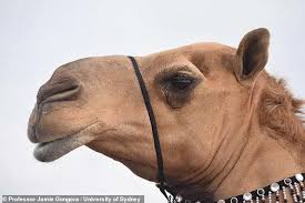 Camels is an exercise for the b2 first use of english set at an upper intermediate level of english. Pin On Animals