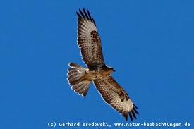 Der bartgeier ist insgesamt deutlich schmalflügeliger und langschwänziger als die anderen altweltgeier (unterfamilie aegypiinae). Flugbilder Greifvogel Singvogel Enten Ganse Deutschland Natur Beobachtungen