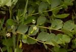 Image result for Fadogia ancylantha
