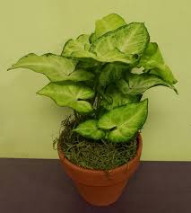 arrowhead plant in philadelphia pa philadelphia flower market arrowhead plant in philadelphia pa philadelphia flower market