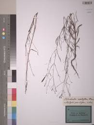 Image result for Antherotoma tenuis