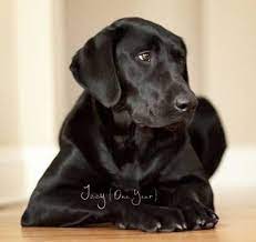Beautiful yellow lab puppies born june eleventh of two thousand nine. Akc Black Lab Puppies For Sale In Auburn Michigan Classified Americanlisted Com