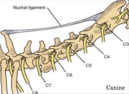 Looking for online definition of ligamentum nuchae in the medical dictionary? Hyperaldosteronism Iowa Veterinary Specialties