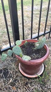 Your texas cactus stock images are ready. I Was Told This Cactus Naturally Grows In The Area I Live In I Live In Dallas Texas Can Anybody Tells Me What Kinda Cactus This Is Succulents