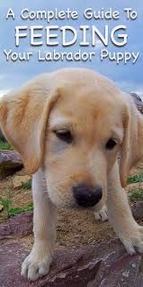 Feeding Your Labrador Puppy How Much Diet Charts And The