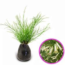 Jual tanaman air mancur | bunga air mancur. Tanaman Air Mancur Tanaman Air Mancur Bunga Bunga Air Mancur Pohon Air Mancur Terbaru Agustus 2021 Harga Murah Kualitas Terjamin Blibli