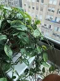 Houseplants Forum Monstera Adansonii Leaves Turning Yellow Garden Org