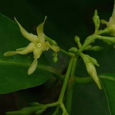 Image result for Cryptolepis