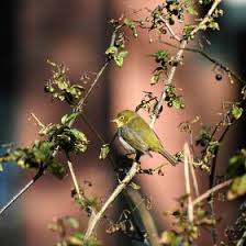 Rebecca Seth (rebeccaseth)