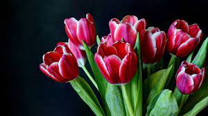 Pin On Tulips