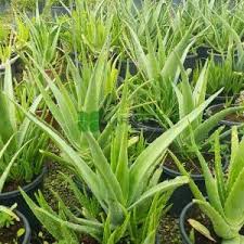 Image result for Asphodelaceae