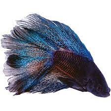 Betta fishes are primarily freshwater fish found in tropical regions. Male Black Orchid Bettas For Sale Order Online Petco