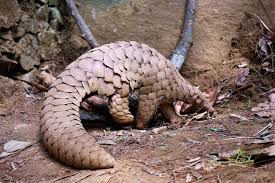 We currently track 132 animals in indonesia (java) and are adding more every day! Conservationists Set The Record Straight On Covid 19 S Wildlife Links