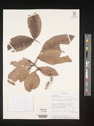 Image result for Combretum pisoniiflorum