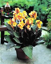 Welcome to my beautiful flower pictures website. Scoutseed 20 Pieces Canna Seeds Beautiful Flower Bonsai Mix Canna Indica Lily Plant New Amazon De Garten