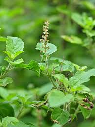 Image result for Ocimum urundense