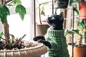 66 Plants That Are Poisonous To Cats Lovetoknow