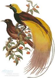 Vektor grafis dari chunky ayam dalam kotak hitam. 180 Ide Cendrawasih Papua Burung Burung Cantik Lukisan