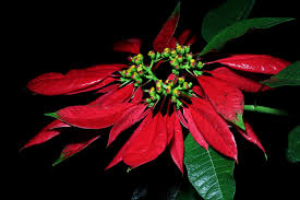 Image result for Euphorbia baylissii