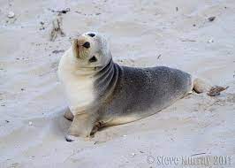 Sea Lion Sea Lion Australian Sea Lion Australian Sea Lion Australian Sea Lion Sea Lion Baby Sea Lion Galapagos Sea Lion