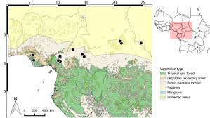 Image result for Raphia ruwenzorica