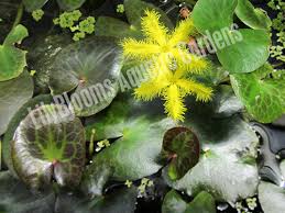 Image result for Nymphoides senegalensis