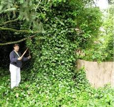 6 create lush and full garden beds for a cottage look. Ivy Removal In A Home Landscape Osu Extension Service