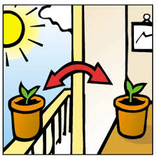 Is a grow light the same as direct sunlight. When Can Seedlings Be Put Under Lights Or In The Sun Sensi Seeds