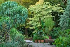 Image result for Cussonia sessilis