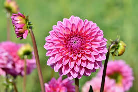 Image result for Dahlia sp. (cultivar)