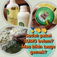Yuk, simak resepnya dibawah ini. Membuat Tauge Gemuk Maksimal Dan Taugeh Sumo Malaysia Facebook
