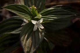 Image result for Spermacoce