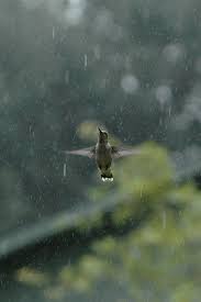 The Smallest Of Birds Who Carry The Biggest Of Spirits Dancing In The Rain I Love Rain Rainy Days