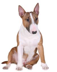 See more of english bull terrier puppies for sale on facebook. Miniature Bullterrier Puppies Breed Information Puppies For Sale