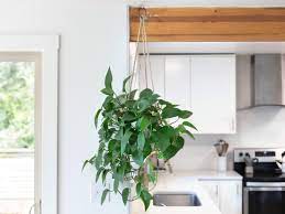 Try a chunky orchid potting mix to keep roots healthy. How To Care For Hanging Plants