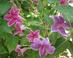 Image result for Asystasia intrusa