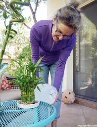 See full list on wikihow.com Lucky Bamboo Care Tips A Houseplant That Grows In Water