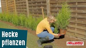 Die tiere kuscheln sich gerne in hecken, um sich gegen die kälte zu schützen. Hecke Pflanzen Schritt Fur Schritt Anleitung Youtube