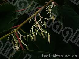 Image result for Alangium chinense