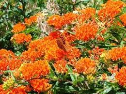 Attracts butterflies with orange or yellow flowers. Pin By Teresa Watkins On Go Native Hummingbird Plants Florida Native Plants Florida Plants